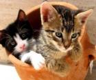 Две кошки в вазе